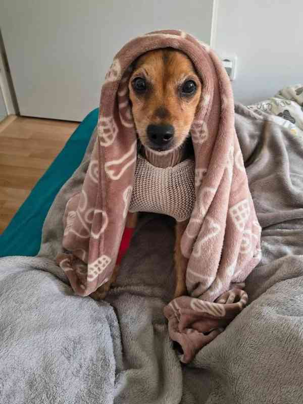 Filípek z útulku Voříškov - foto 2