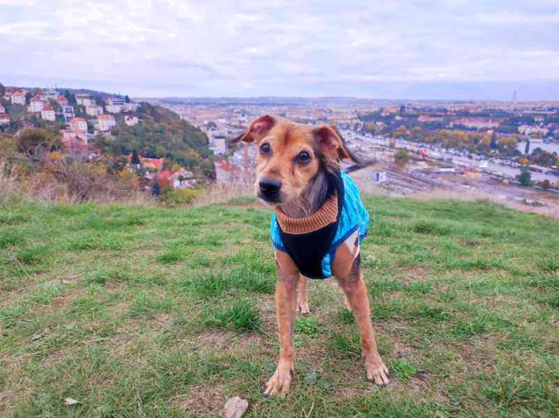 Filípek z útulku Voříškov - foto 1