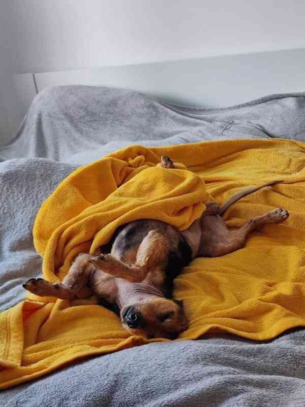 Filípek z útulku Voříškov - foto 3