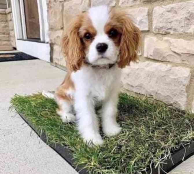 Štěňata Calvary King Charles hledají domov - foto 1