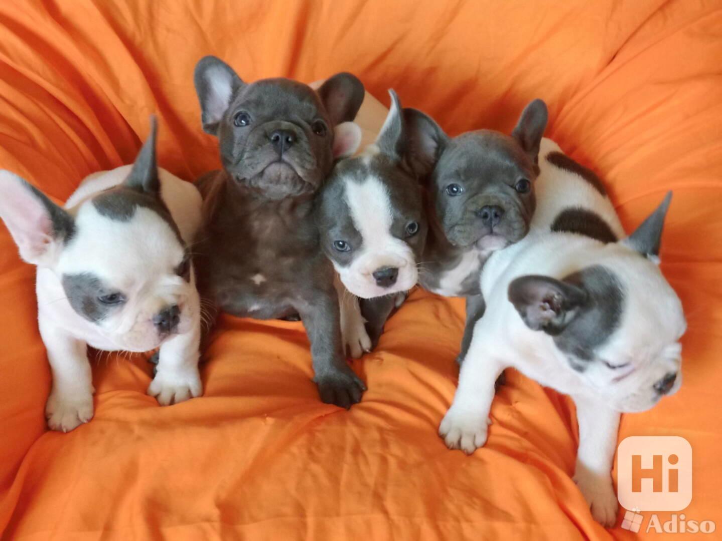 štěňata francouzského buldočka - foto 1