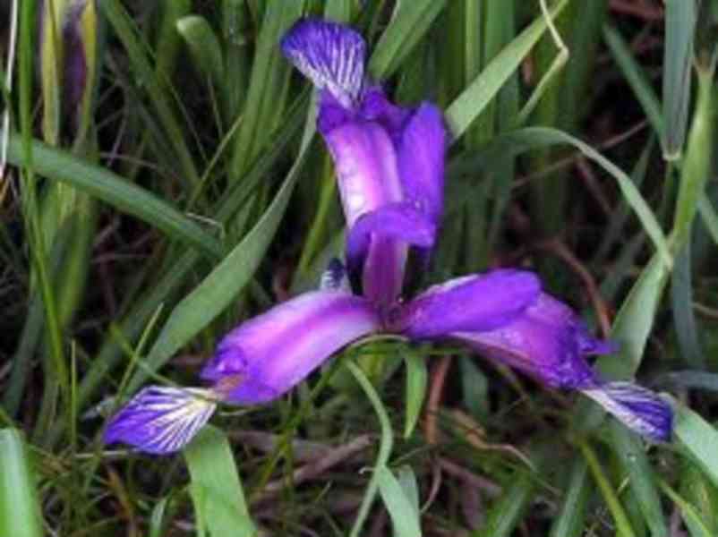 Iris trávový - sazenice - foto 1