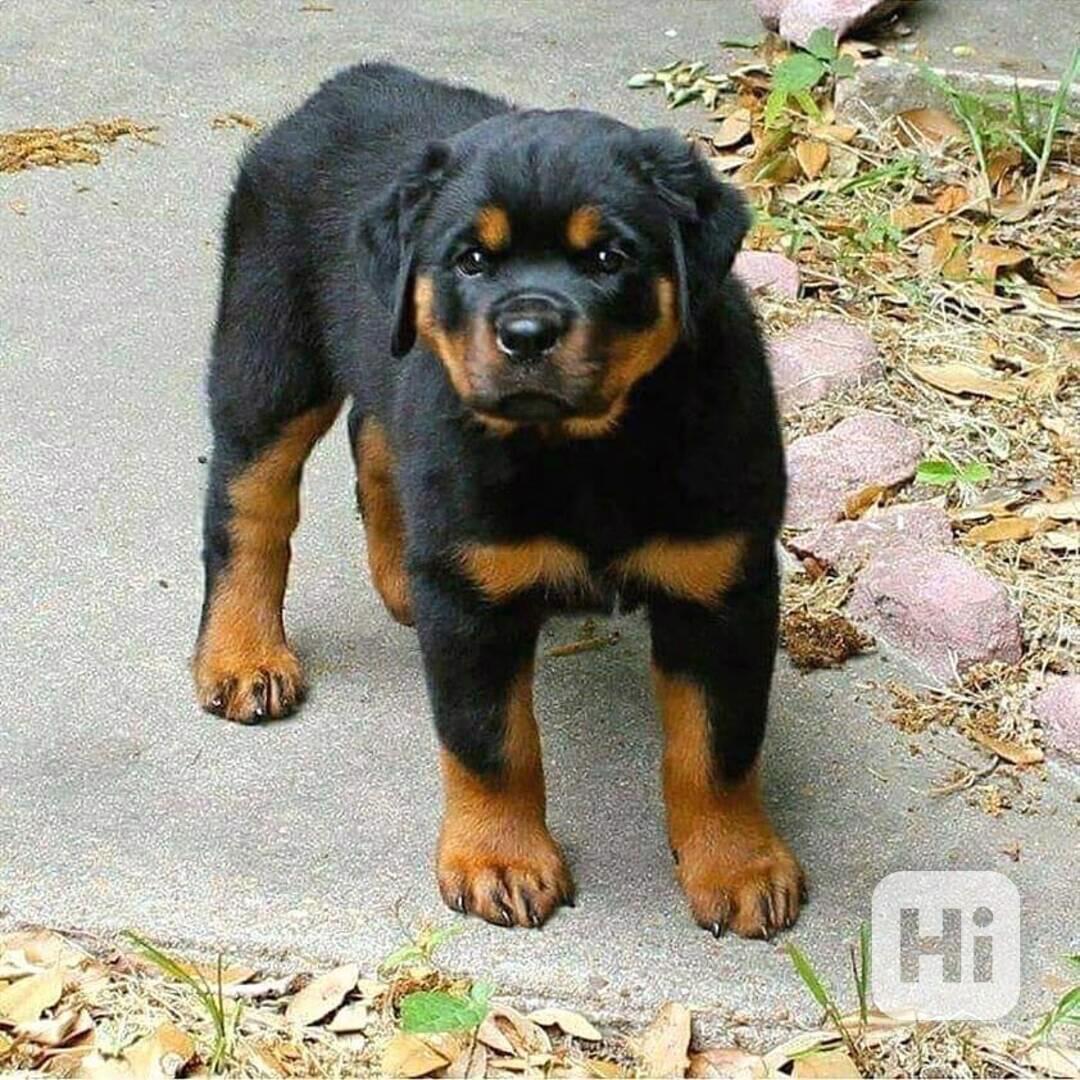 Tato roztomilá štěňátka rotvajlera - foto 1