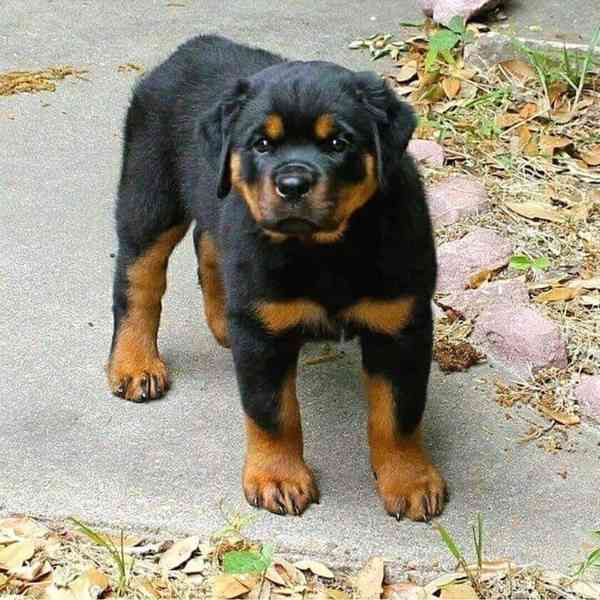 Tato roztomilá štěňátka rotvajlera - foto 1