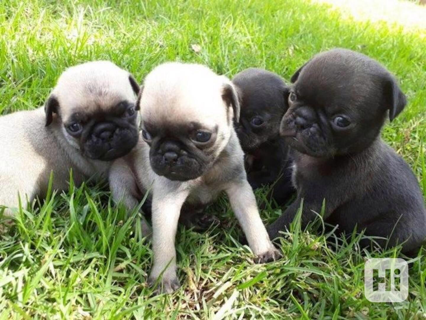 Roztomilá štěňata mopse - foto 1