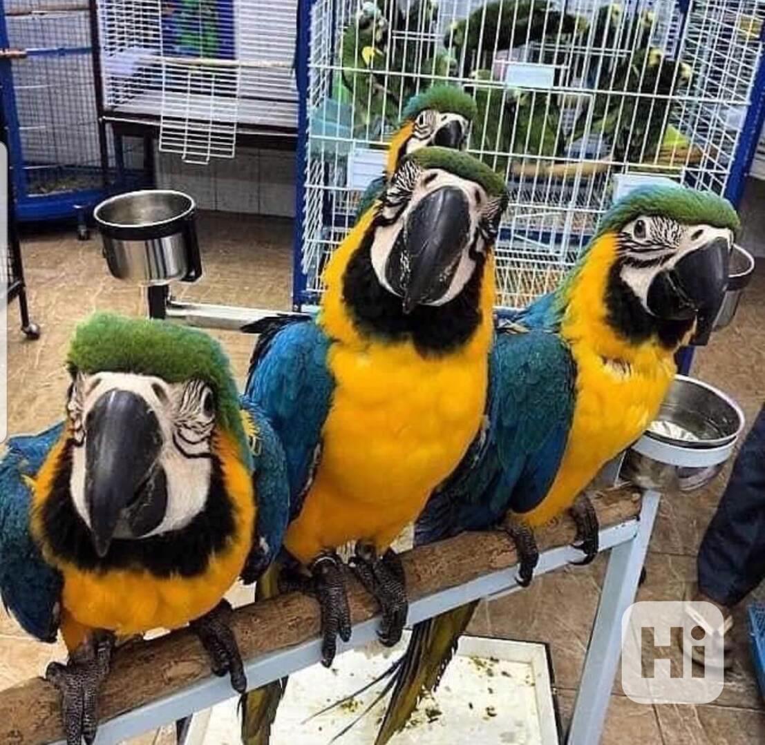 Modré a zlaté papoušci ara - foto 1