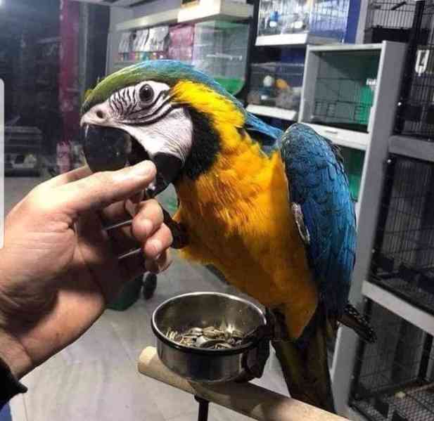 Modré a zlaté papoušci ara - foto 4