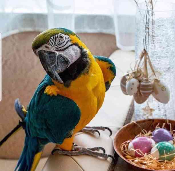 Modré a zlaté papoušci ara - foto 3