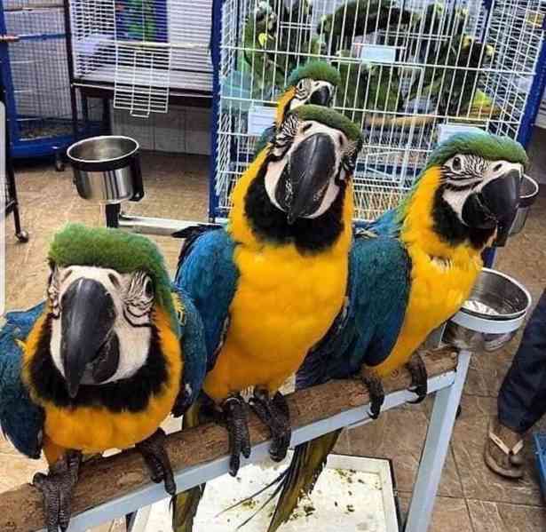Modré a zlaté papoušci ara - foto 1