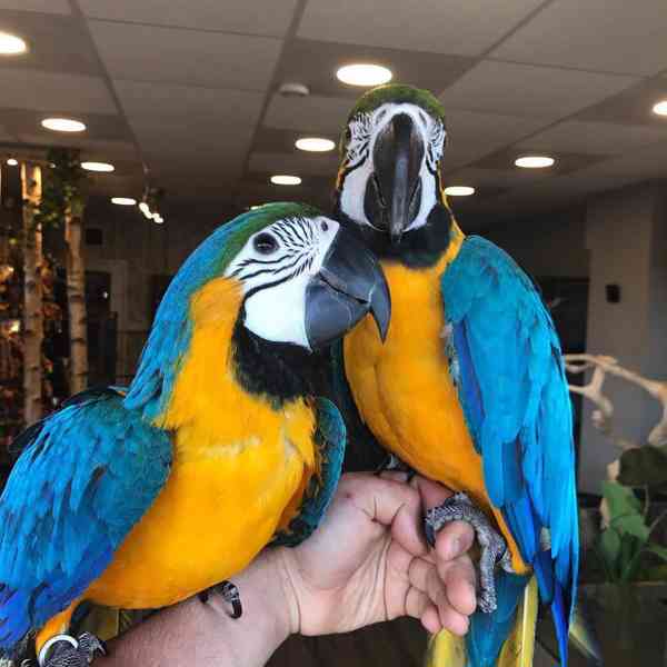 Modré a zlaté papoušci ara - foto 2