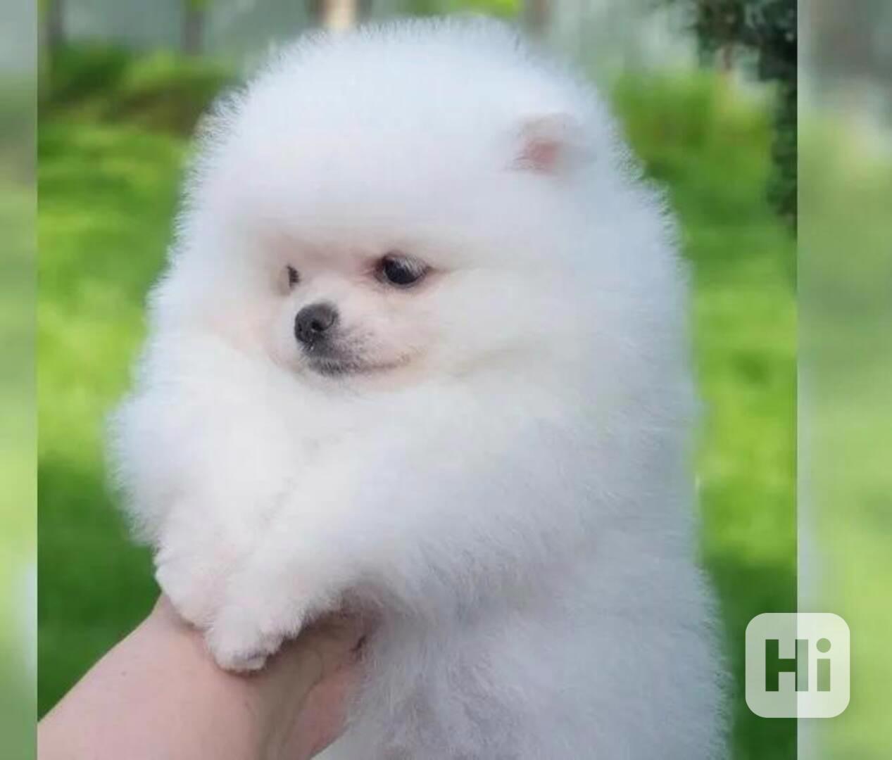 Německý špic trpasličí (Pomeranian) - foto 1