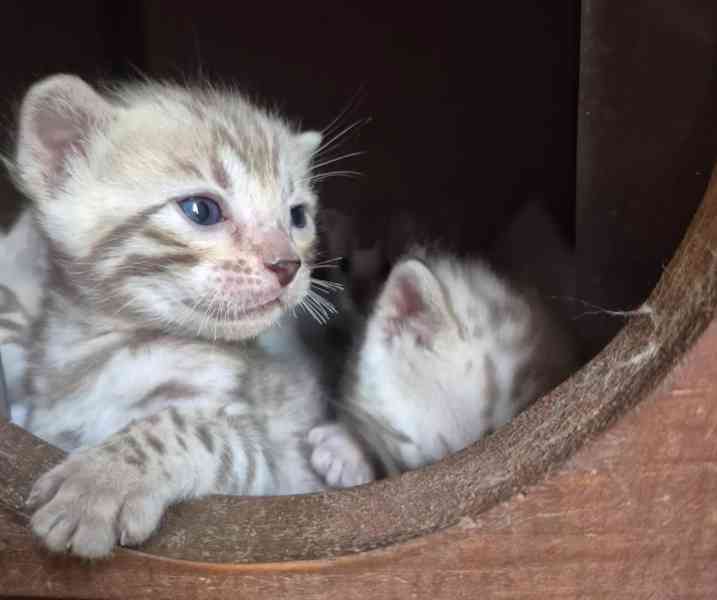 Bengalska koťata - foto 7