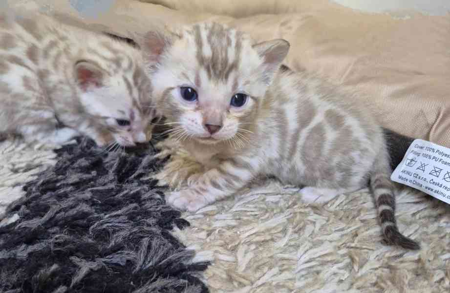 Bengalska koťata - foto 3