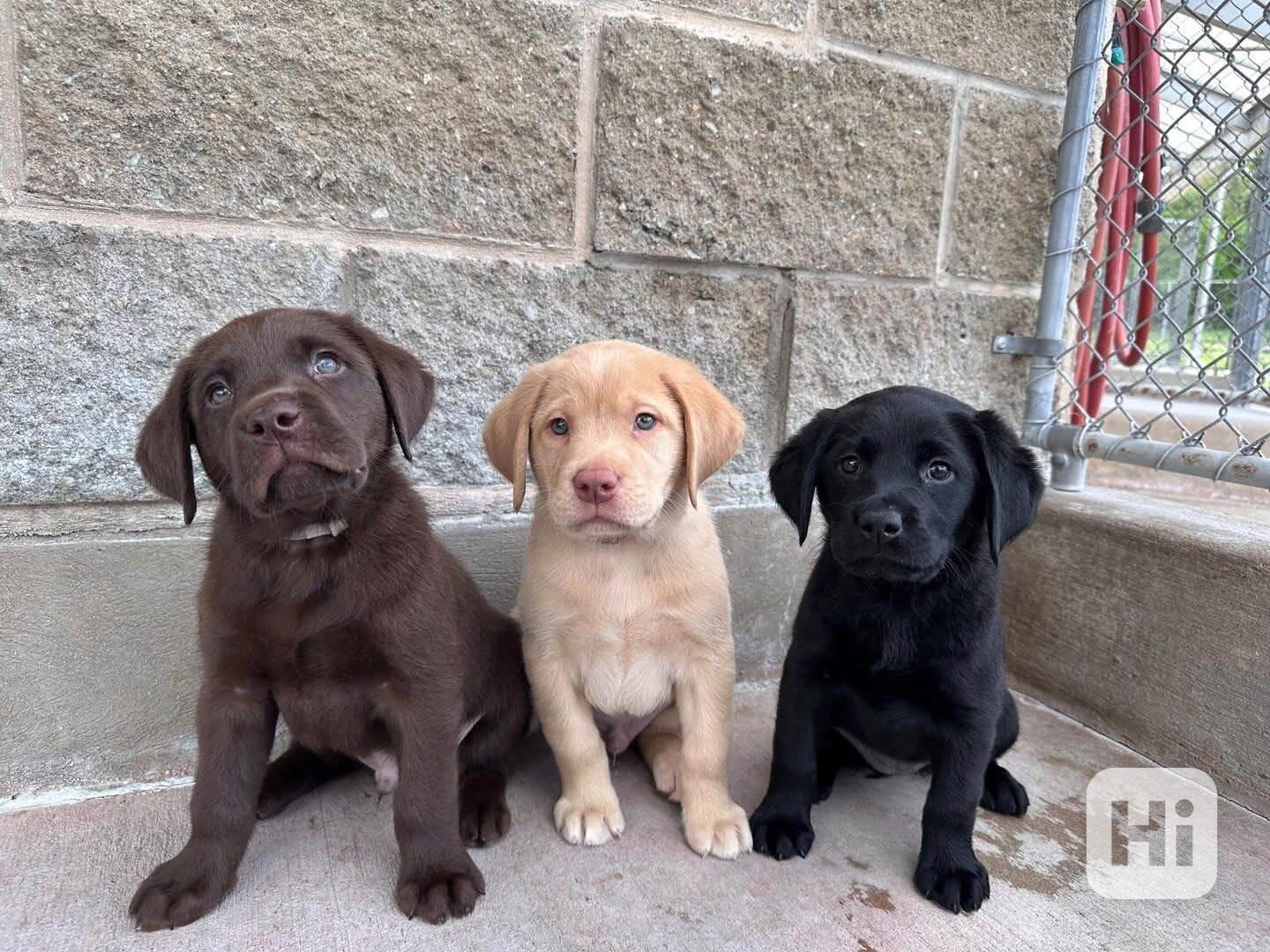 Labradorský retrívr - foto 1