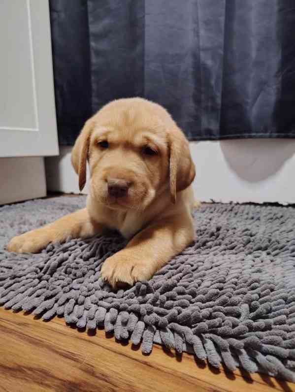 Labradorský retrívr - foto 3