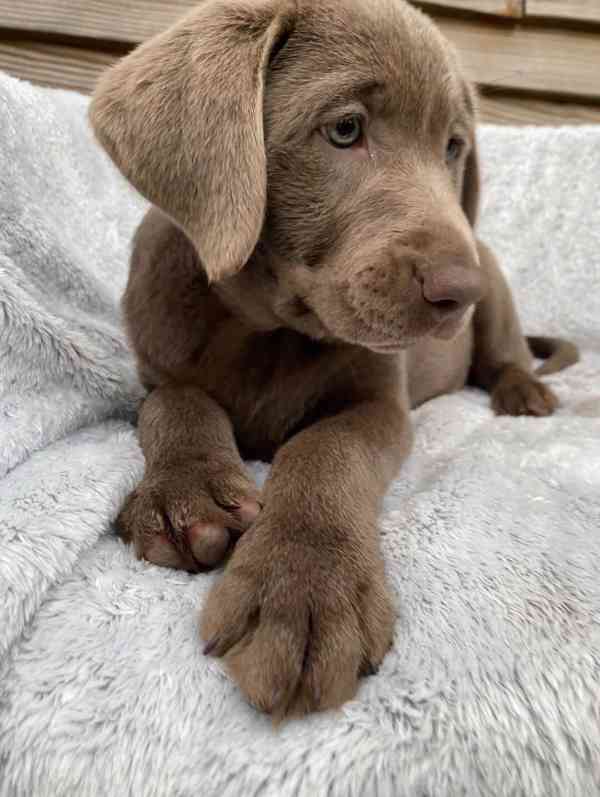 Labradorský retrívr - foto 2