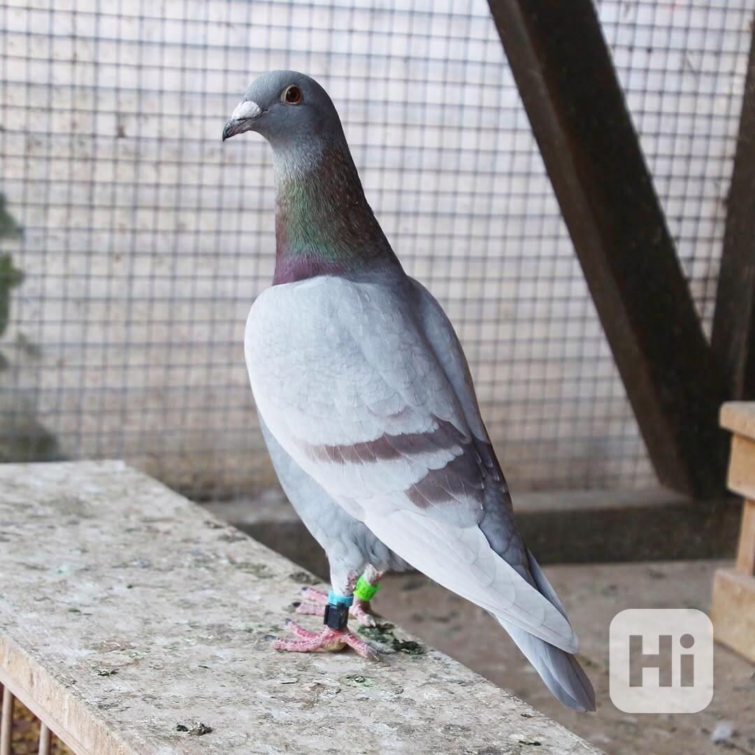 Mladí závodní holubi - foto 1