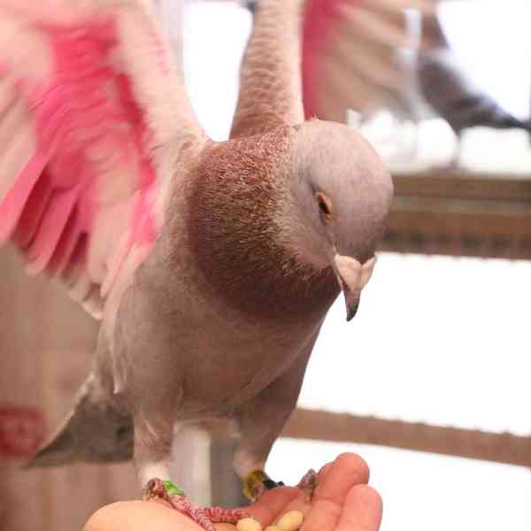 Mladí závodní holubi - foto 3