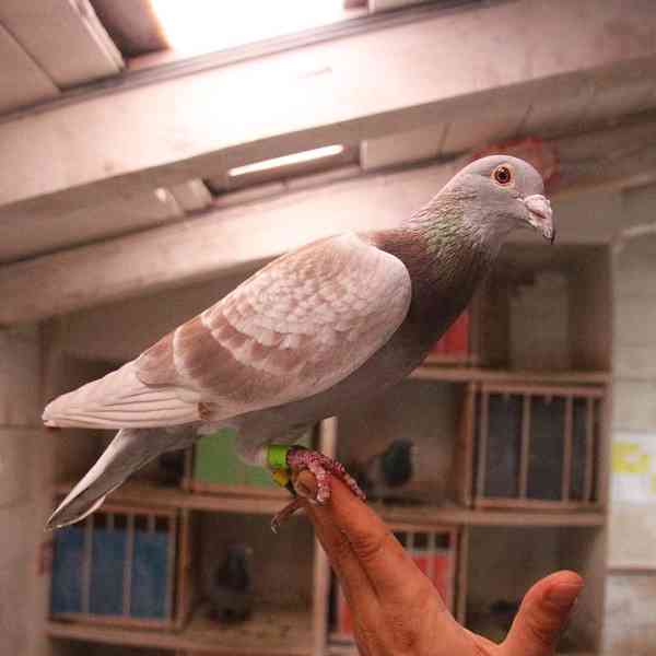 Mladí závodní holubi - foto 2