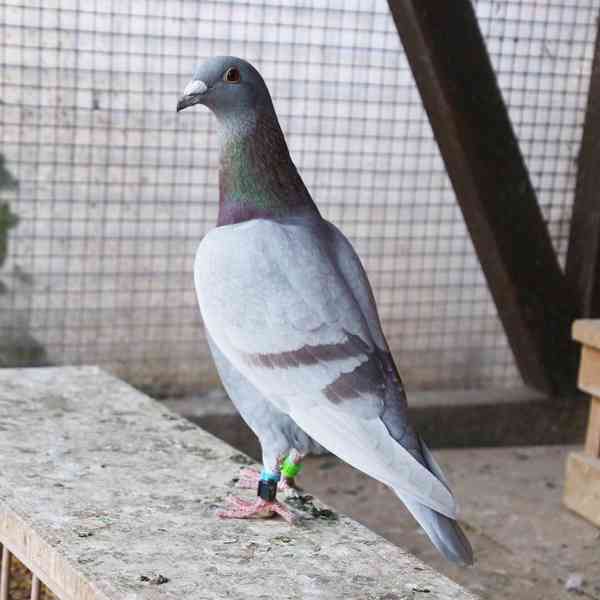 Mladí závodní holubi - foto 1