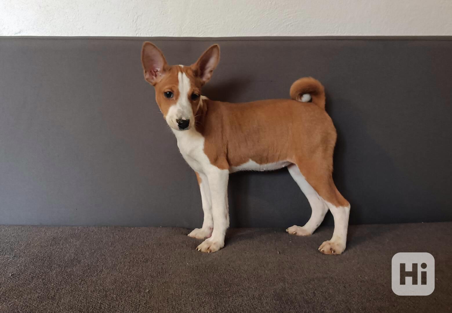 Basenji - prodám štěňata bez pp - foto 1