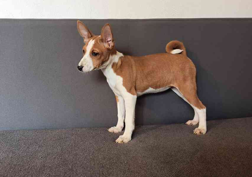 Basenji - prodám štěňata bez pp - foto 2