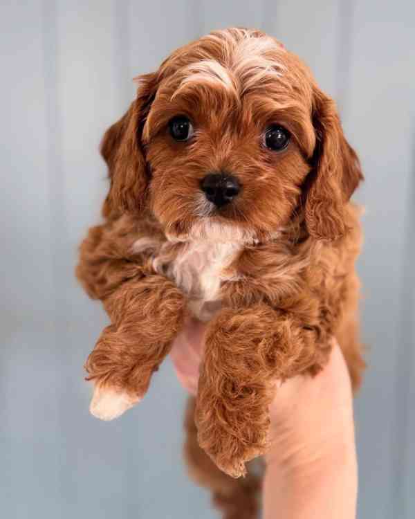 hračka cavapoo - foto 3