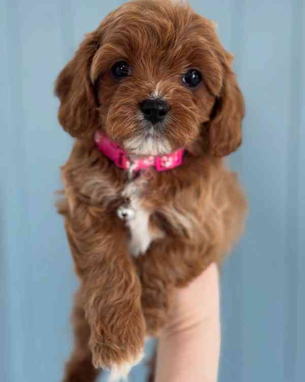 hračka cavapoo - foto 2