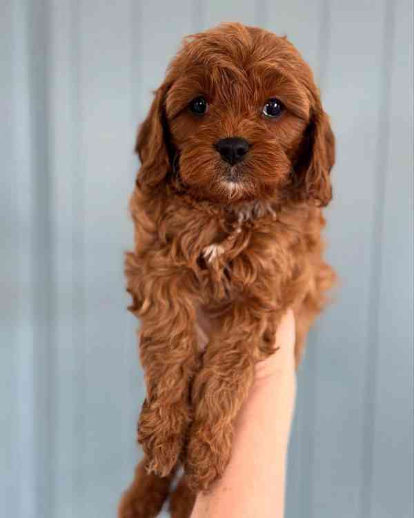 hračka cavapoo - foto 4