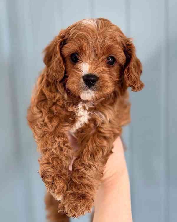 hračka cavapoo - foto 1
