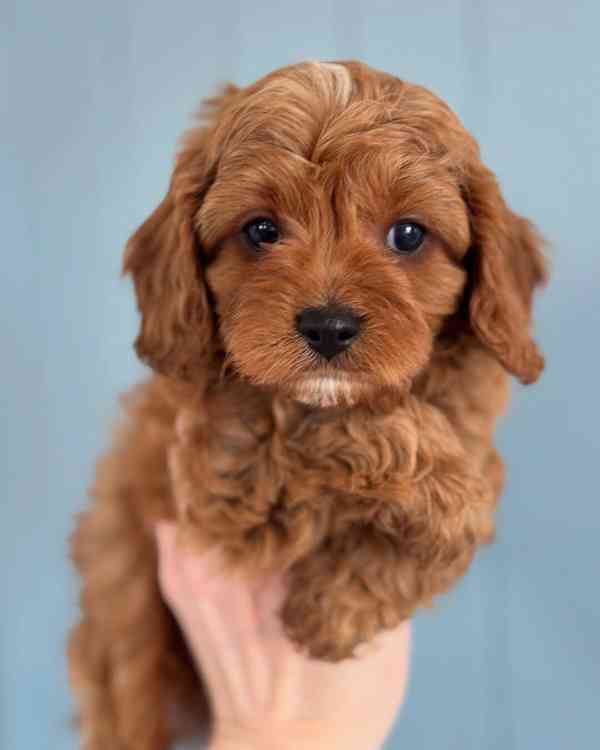 hračka cavapoo - foto 5