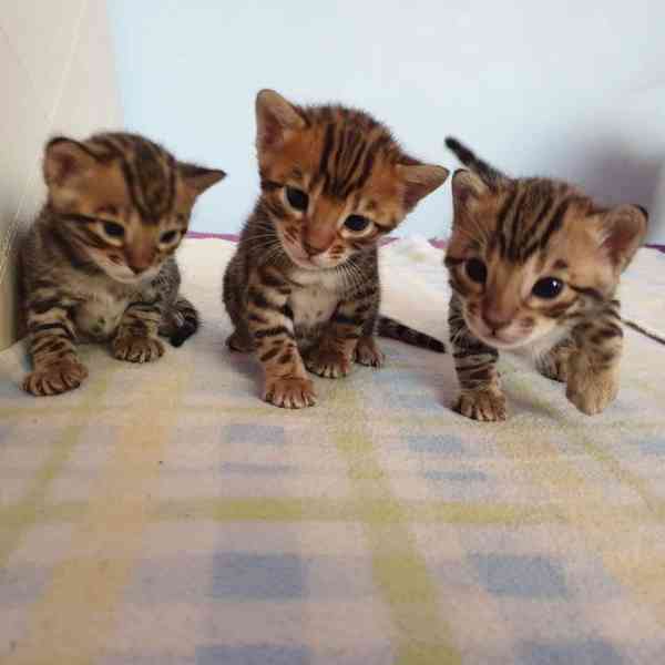 🐆 Vynikající bengálské kotě k dispozici 🐆 - foto 1