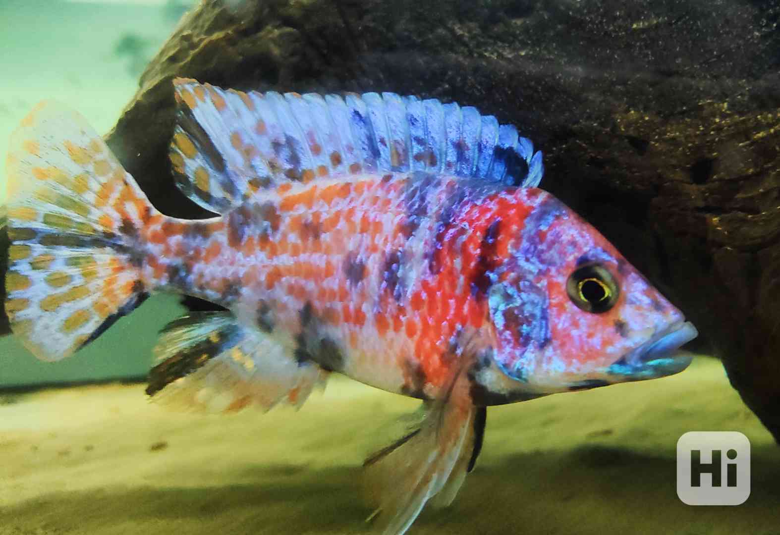 Tlamovci Malawi  - foto 1