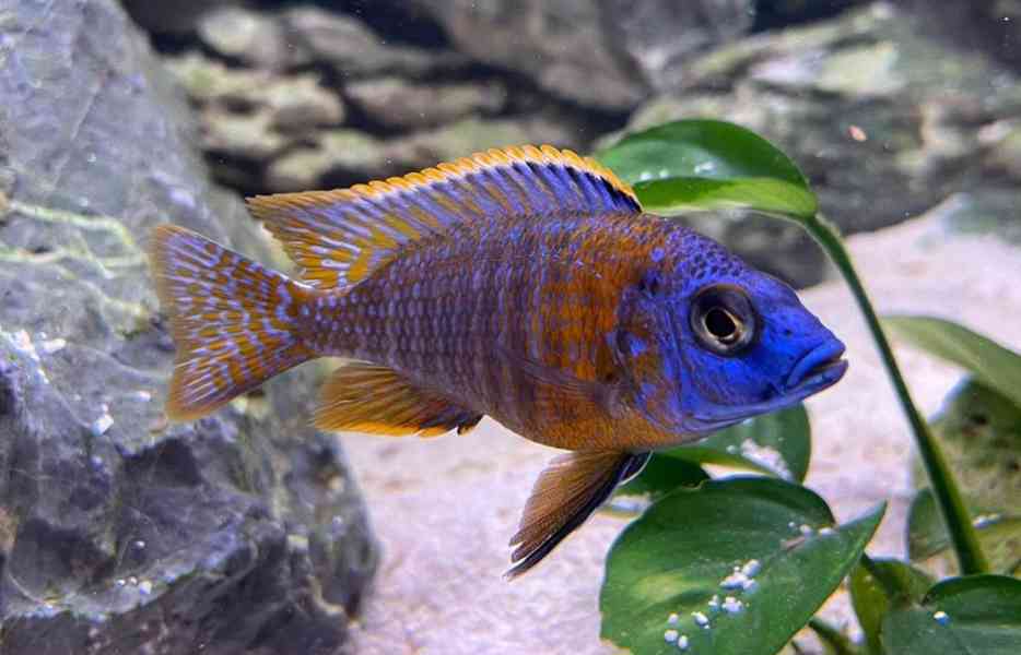 Tlamovci Malawi  - foto 38