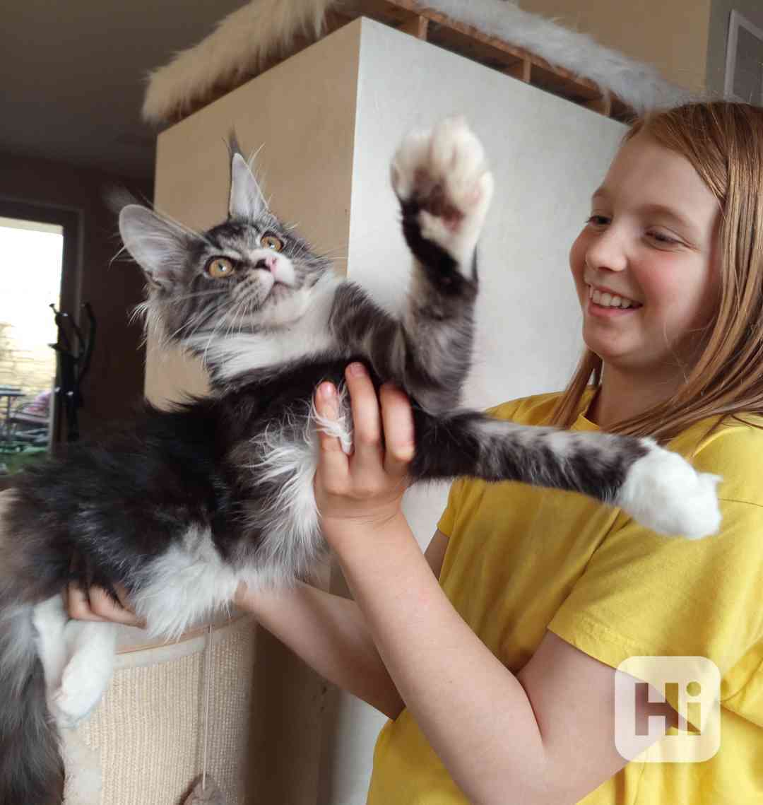 Mainská mývalí kočka. MCO s pp - foto 1