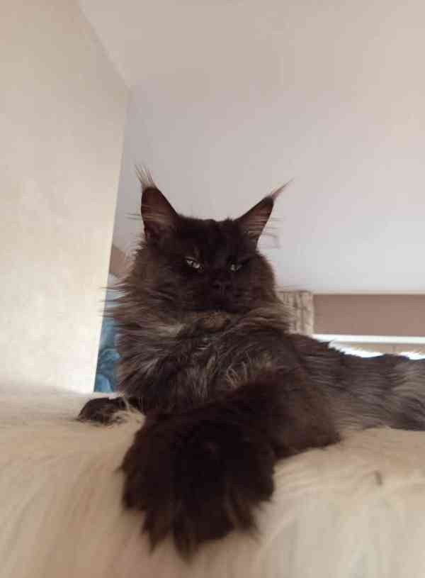 Mainská mývalí kočka. MCO s pp - foto 6