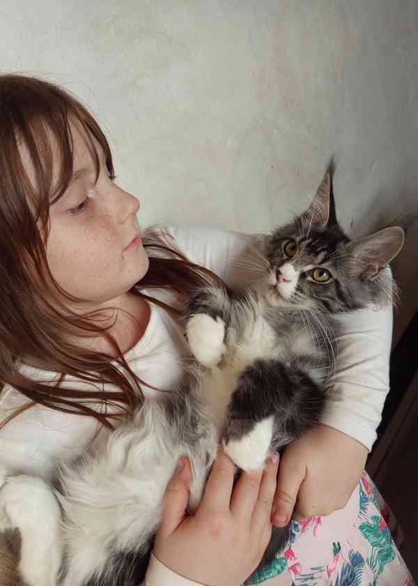 Mainská mývalí kočka. MCO s pp - foto 2