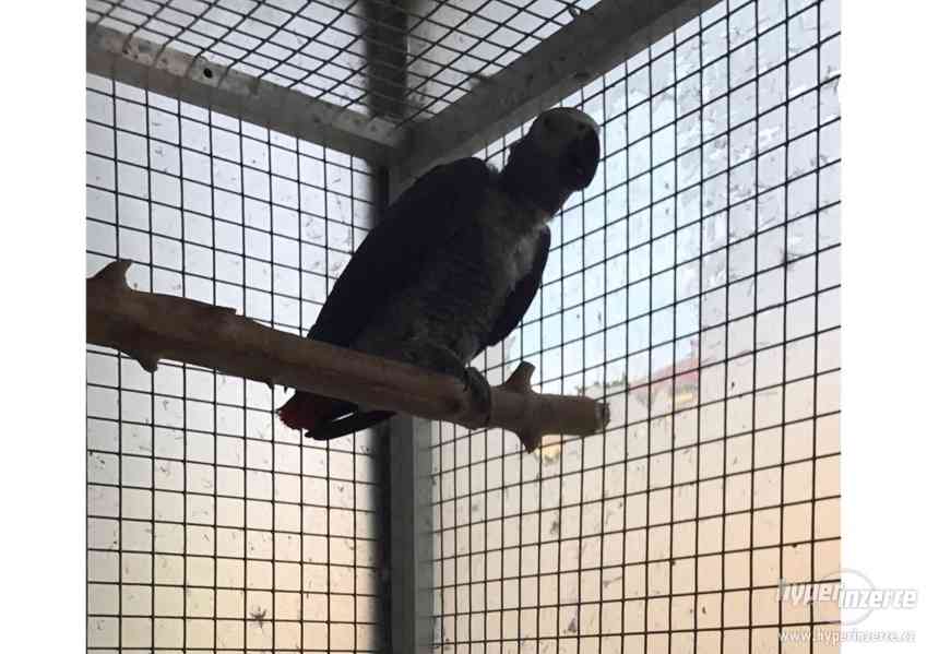 Papoušek Žako - foto 1