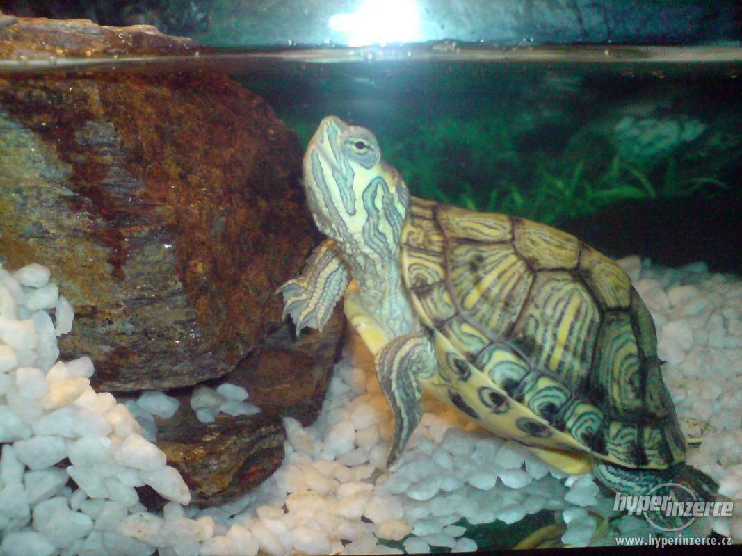 Vodní želva - foto 1