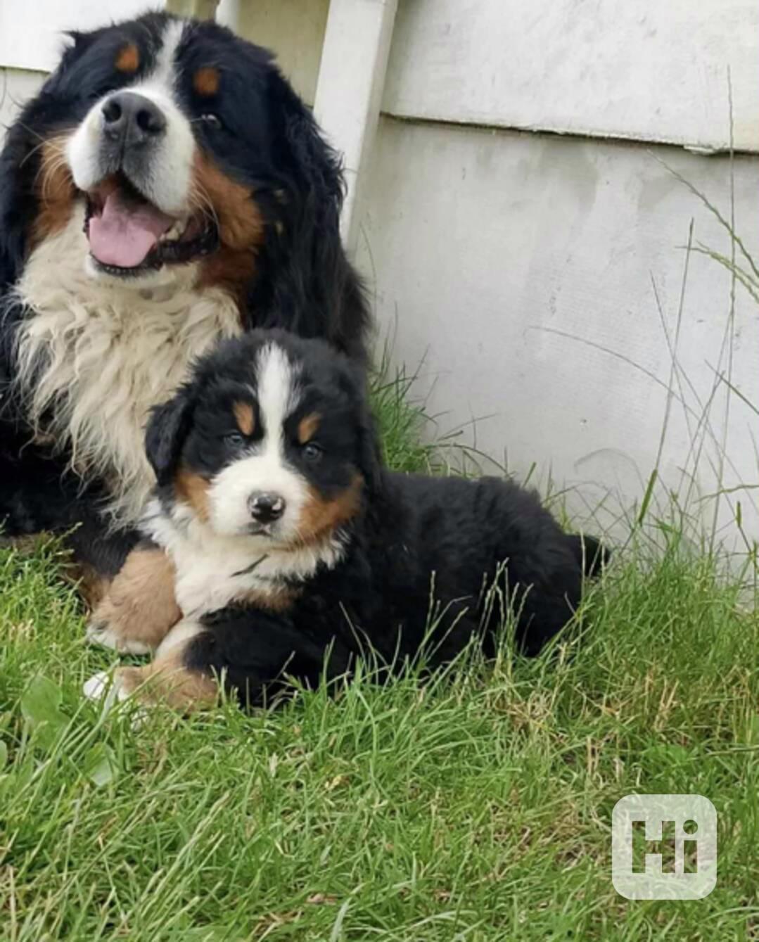 Bernský salašnický pes štěňata - foto 1