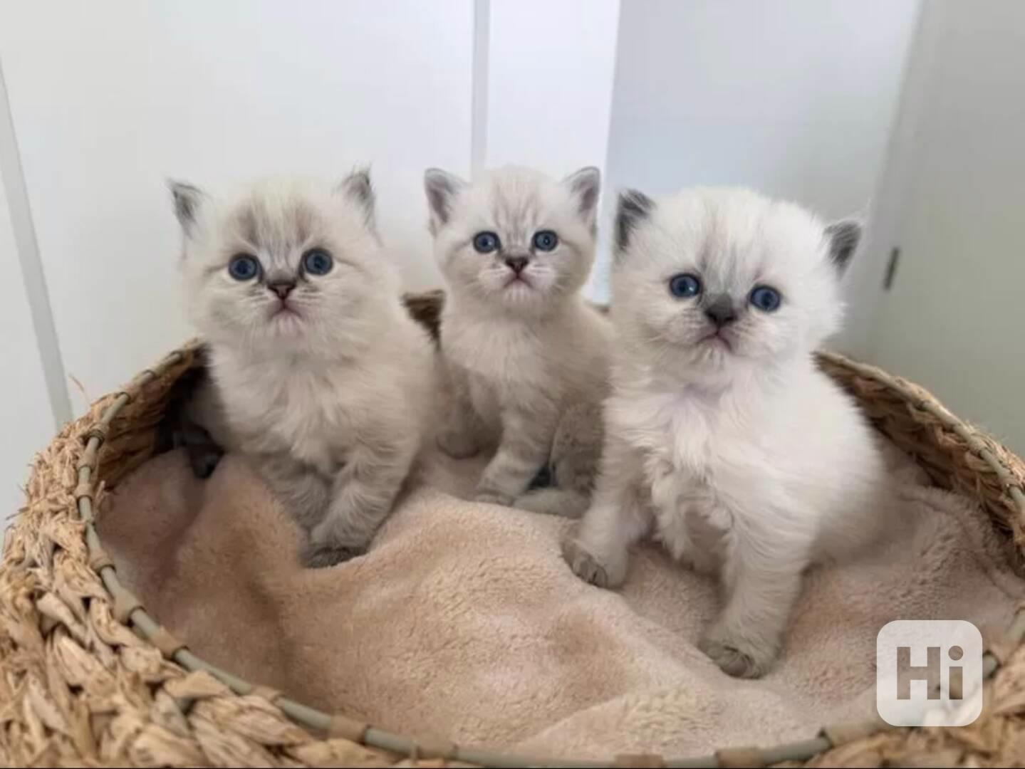 Britská krátkosrstá kočka - foto 1