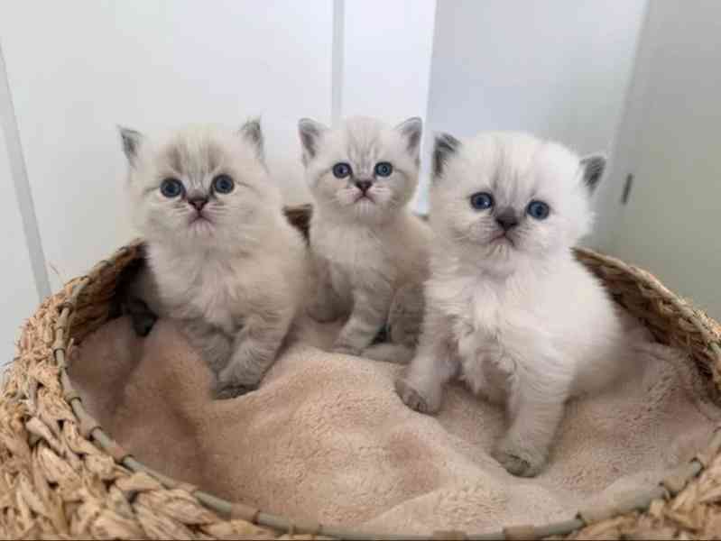 Britská krátkosrstá kočka - foto 1