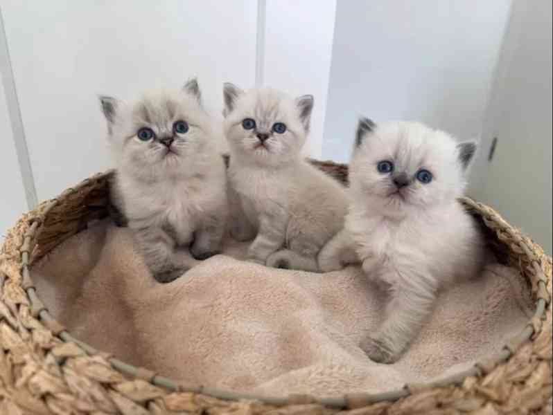 Britská krátkosrstá kočka - foto 4