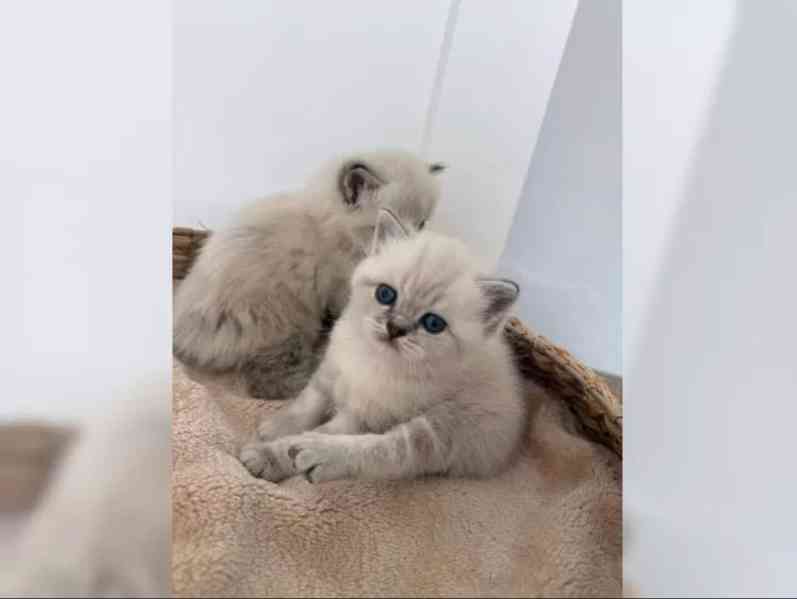 Britská krátkosrstá kočka - foto 3