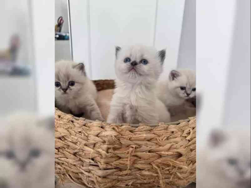 Britská krátkosrstá kočka - foto 2