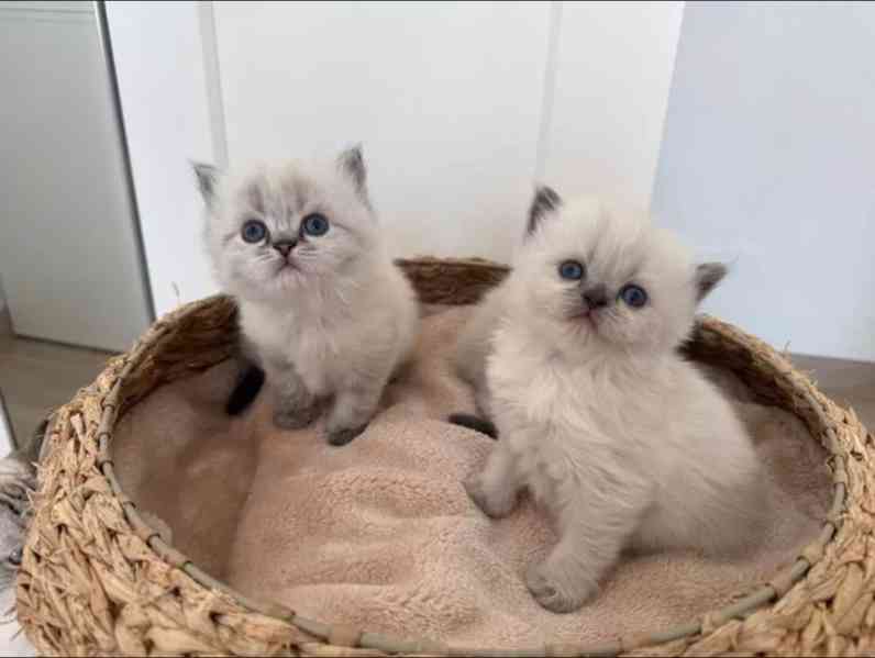 Britská krátkosrstá kočka - foto 5