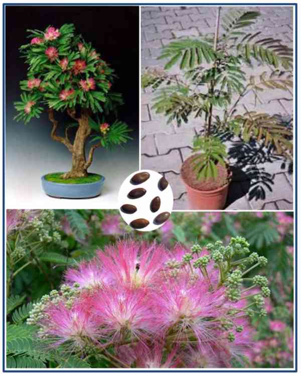 ALBIZIA JULIBRISIN - MRAZUVZDORNÁ MIMOZA - SEMENA - foto 1