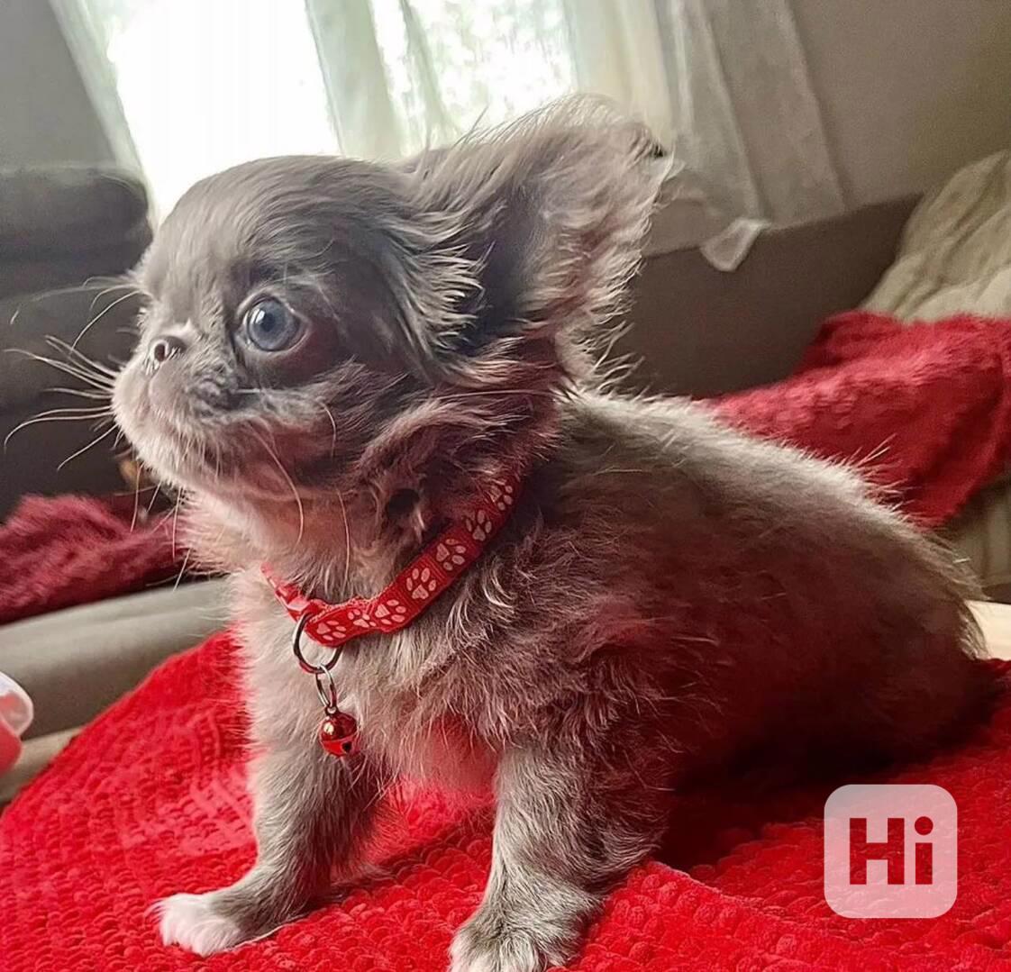 🐾 Okouzlující štěňátko čivavy hledá milující rodinu 🐾 - foto 1