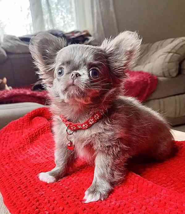 🐾 Okouzlující štěňátko čivavy hledá milující rodinu 🐾 - foto 2