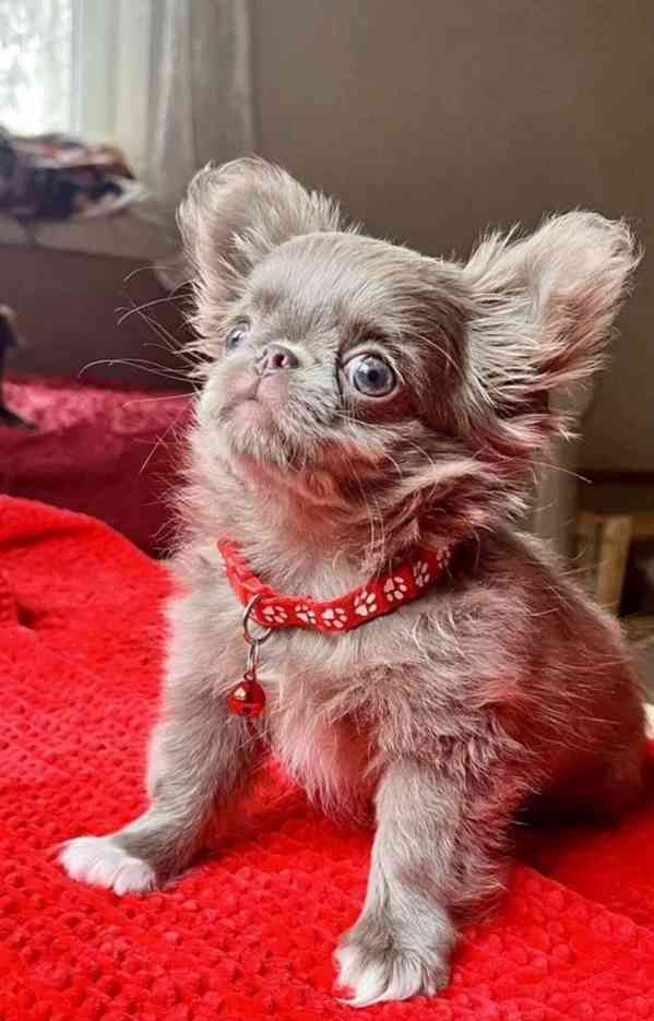 🐾 Okouzlující štěňátko čivavy hledá milující rodinu 🐾 - foto 3